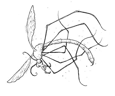 S.W.I.T.C.H 5: Crane Fly Crash S.W.I.T.C.H 5: Crane Fly Crash